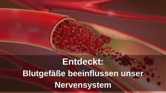 Entdeckt: Blutgefäße beeinflussen unser Nervensystem