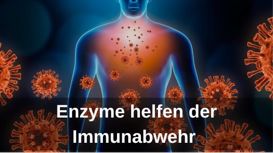 Enzyme helfen der Immunabwehr