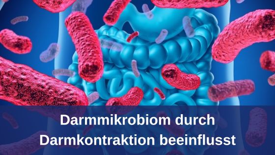 Darmmikrobiom durch Darmkontraktion beeinflusst