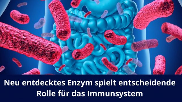 Neu entdecktes Enzym spielt entscheidende Rolle für das Immunsystem
