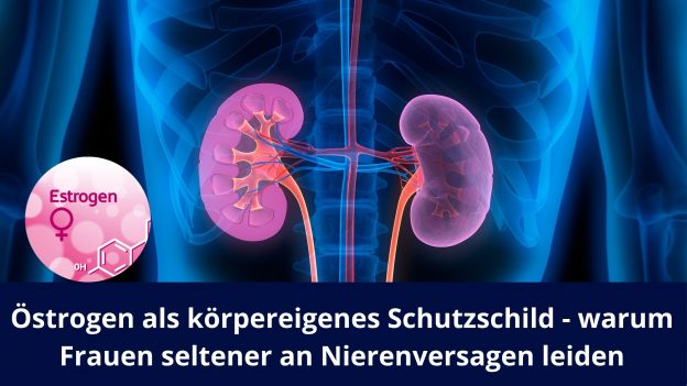 Östrogen als körpereigenes Schutzschild - warum Frauen seltener an Nierenversagen leiden