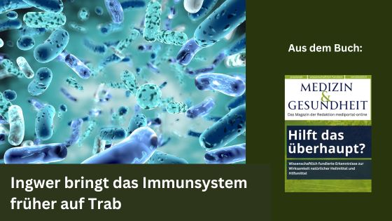 Ingwer bringt das Immunsystem früher auf Trab