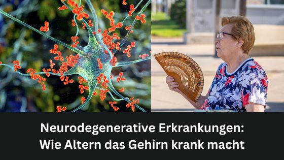 Neurodegenerative Erkrankungen: Wie Altern das Gehirn krank macht