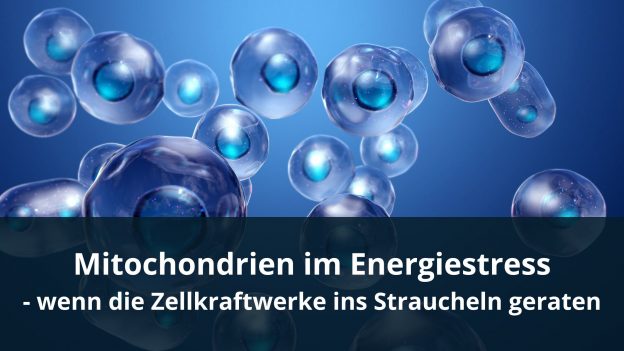 Mitochondrien im Energiestress - wenn die Zellkraftwerke ins Straucheln geraten
