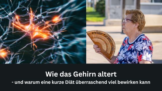 Wie das Gehirn altert - und warum eine kurze Diät überraschend viel bewirken kann
