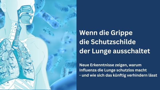Wenn die Grippe die Schutzschilde der Lunge ausschaltet