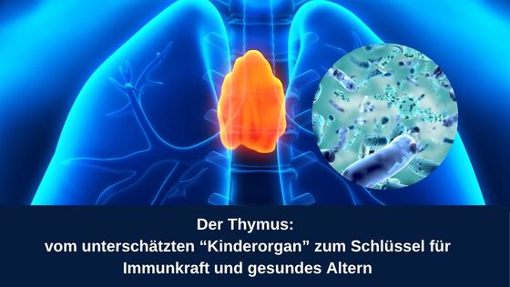 Der Thymus: vom unterschätzten "Kinderorgan“ zum Schlüssel für Immunkraft und gesundes Altern