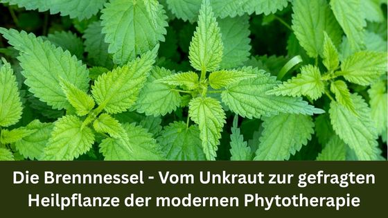 Die Brennnessel - Vom Unkraut zur gefragten Heilpflanze der modernen Phytotherapie