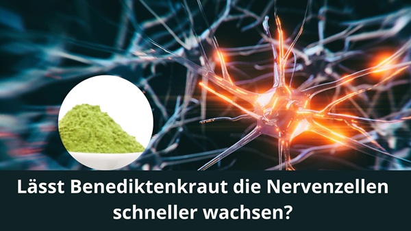 Lässt Benediktenkraut die Nervenzellen schneller wachsen